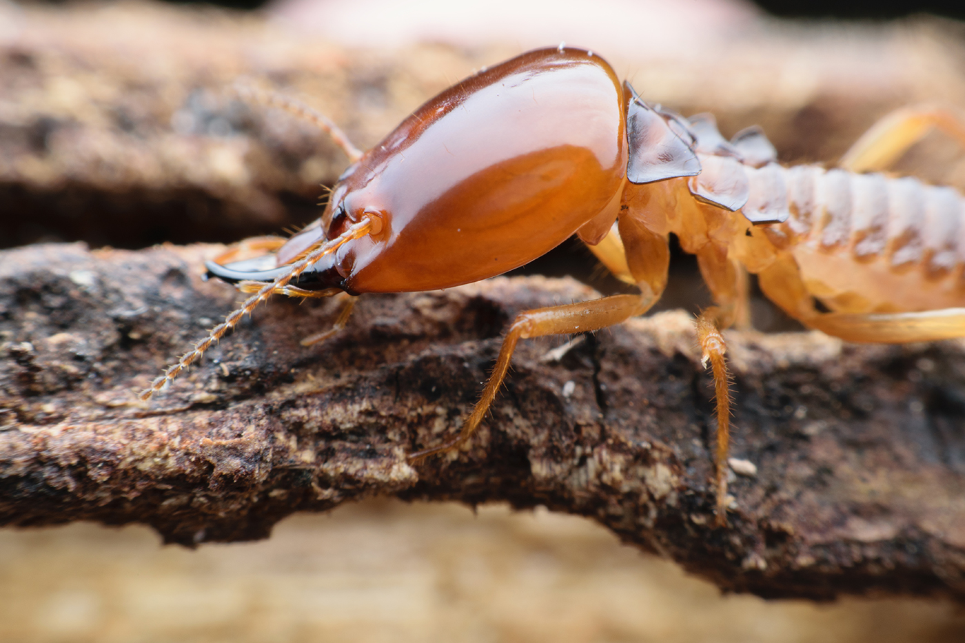 What Attracts Termites to Your Home